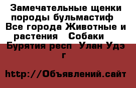 Замечательные щенки породы бульмастиф - Все города Животные и растения » Собаки   . Бурятия респ.,Улан-Удэ г.